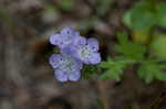 Fuzzy phacelia